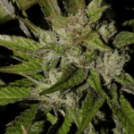 ACDC Strain