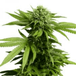 ACDC Feminized