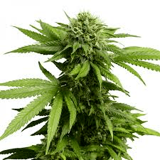 Read more about the article ACDC Marijuana Strain