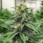 ACDC flower