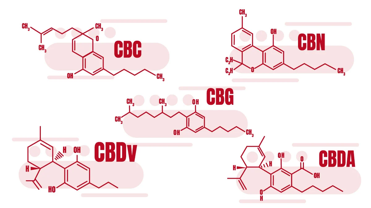 Read more about the article CBD, CBG, CBN & CBC EXPLAINED