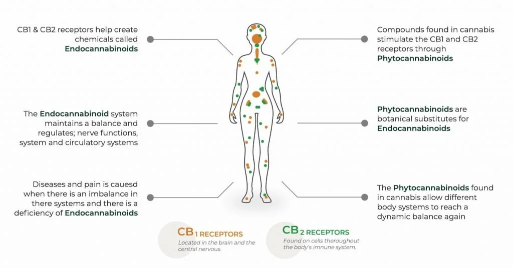 Receptor CB1 & CB2