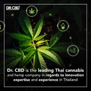 Read more about the article Dr. CBD is the leading Thai cannabis and hemp company in regards to innovation, expertise and experience in Thailand
