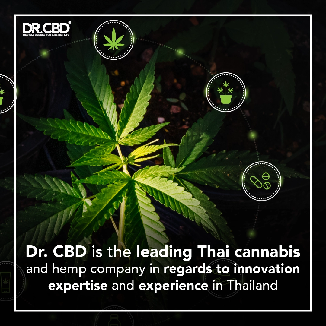 Read more about the article Dr. CBD is the leading Thai cannabis and hemp company in regards to innovation, expertise and experience in Thailand