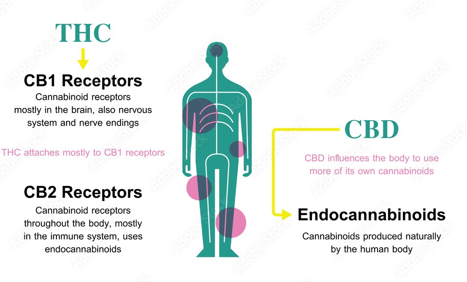 How does THC interact with the body?