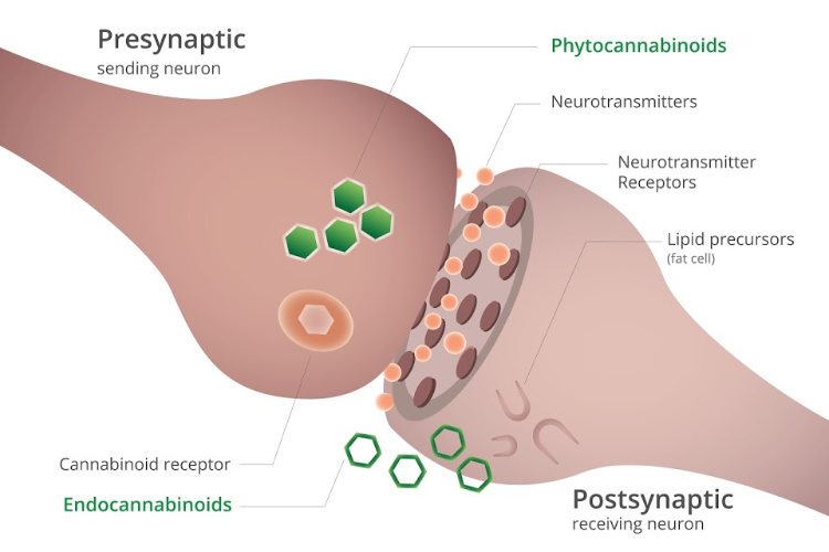 How-Does-the-Endocannabinoid-System-Work-3