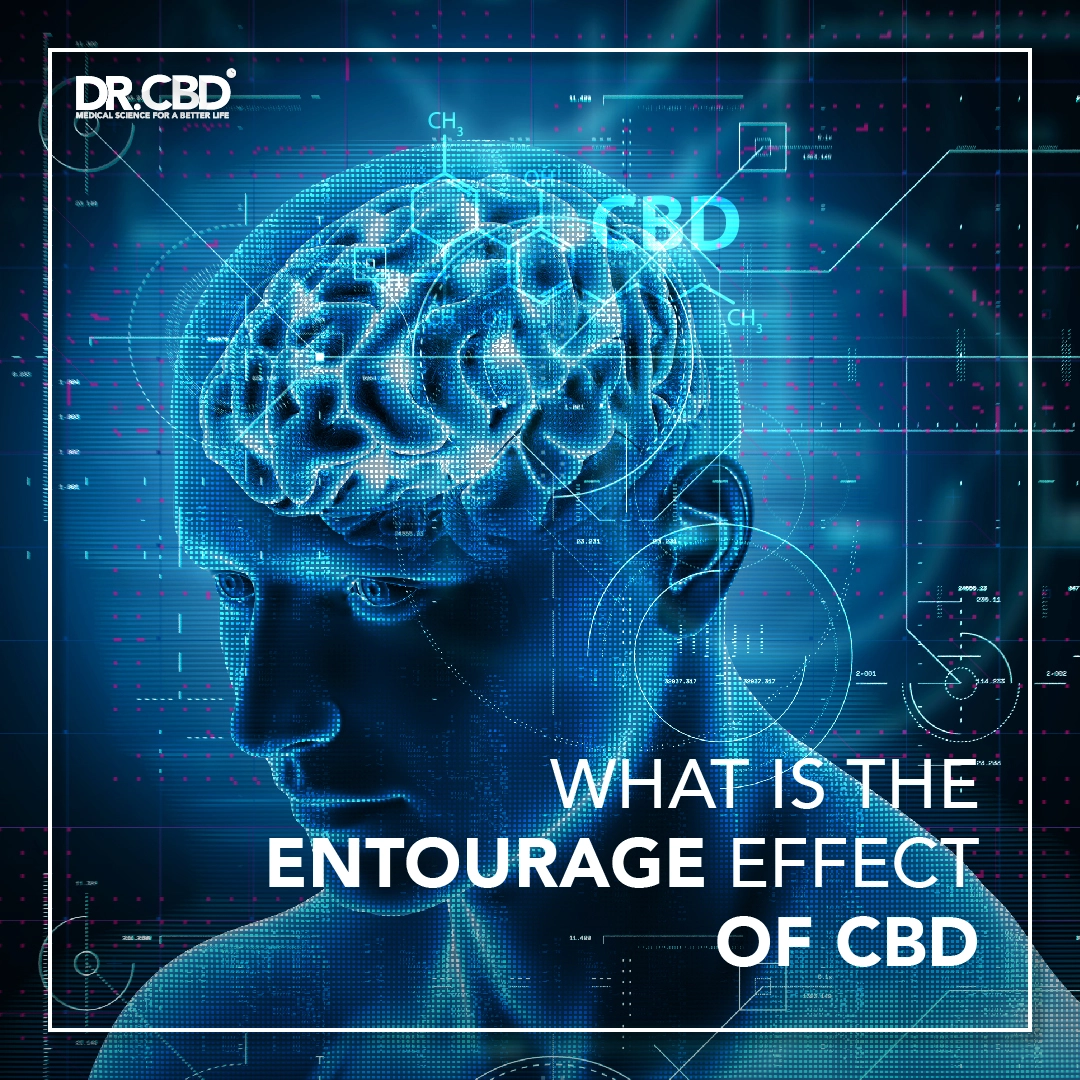 You are currently viewing What is the Entourage Effect of CBD