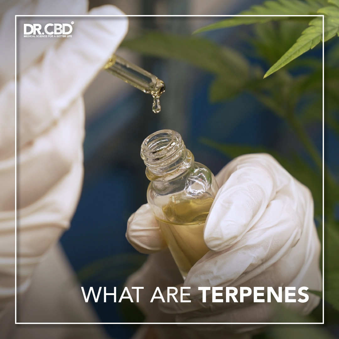 You are currently viewing What are Terpenes