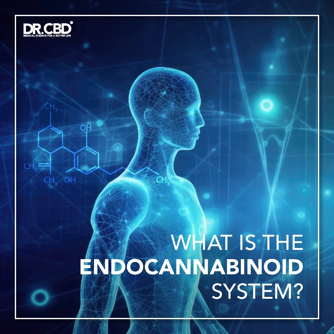 You are currently viewing What is the Endocannabinoid System?