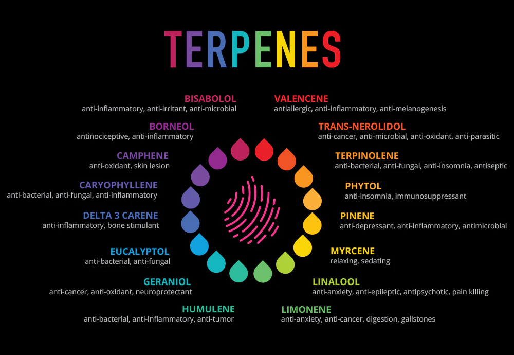 What are Terpenes