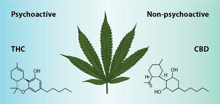 CBD THC Differences