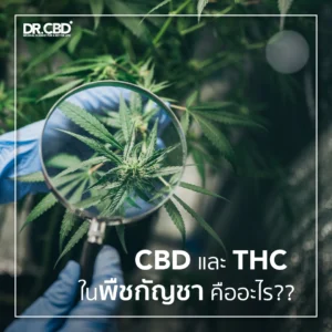 Read more about the article CBD และ THC ในพืชกัญชา คืออะไร??