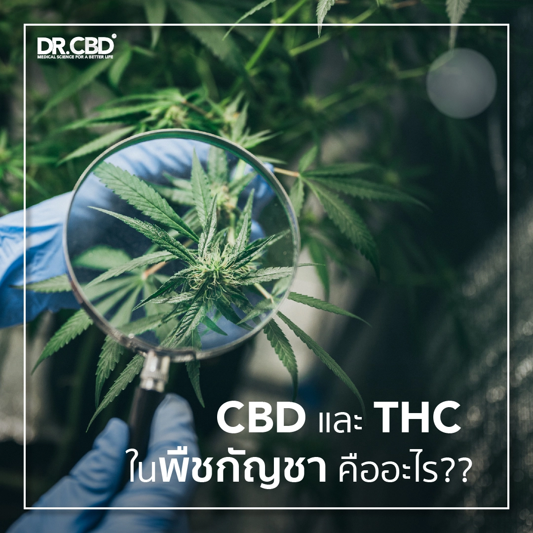 You are currently viewing CBD และ THC ในพืชกัญชา คืออะไร??