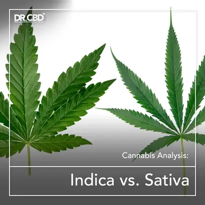 You are currently viewing Cannabis Analysis: Indica vs. Sativa