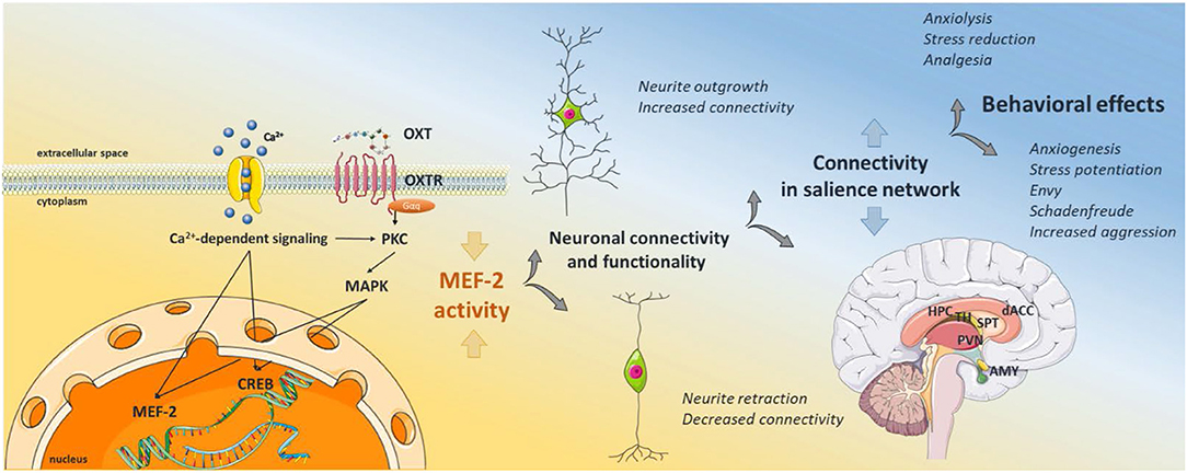 anxiolytic effects 1