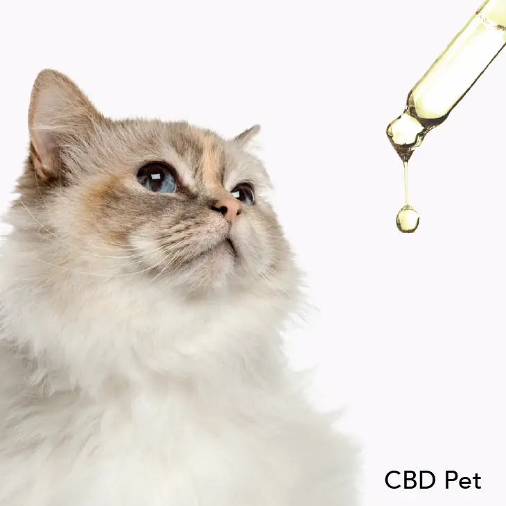 CBD Pet