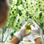 Discover How CBD Can Transform Daily Wellness