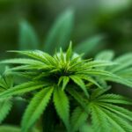 CBD Benefits That Might Surprise You